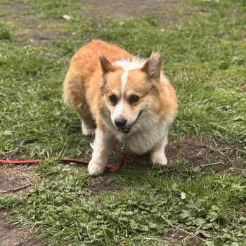 Chester -  Corgi Dog for Adoption in Rochester, Minnesota - Chester | PetCurious