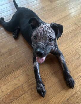 Rescue Mixed Breed Dogs for Adoption in Cincinnati, Ohio - Tiffany Valentine | PetCurious