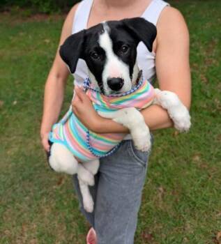 Mixed Breed Dogs Available for Adoption in Athens, Georgia - Birdie | PetCurious