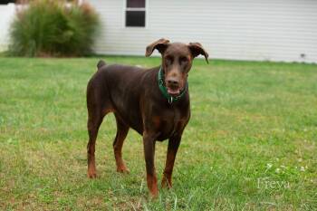 Freya -  Doberman Pinscher Dog for Adoption in Louisville, Kentucky - Freya | PetCurious