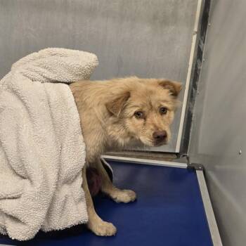 A432307 -  Chow Chow and Mixed Breed Dog for Adoption in Conroe, Texas - A432307 | PetCurious