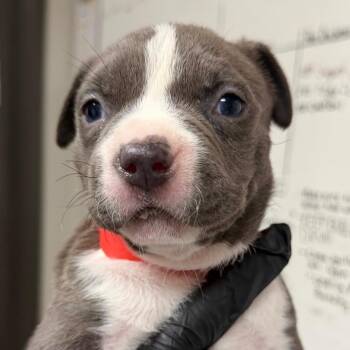 Pit Bull Terrier Dogs Available for Adoption in Yuma, Arizona - Midnight Princess | PetCurious