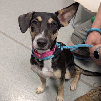 Rescue Shepherd Dogs for Adoption in New Castle, Delaware - Pacquio | PetCurious