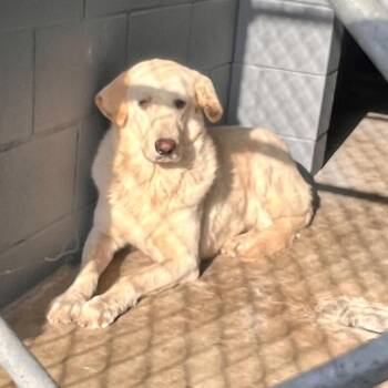 Labrador Retriever and Mixed Breed Dogs Available for Adoption in Austin, Texas - Betty | PetCurious