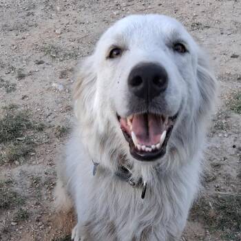 Whiskey -  Great Pyrenees and Labrador Retriever Dog for Adoption in Boerne, Texas - Whiskey | PetCurious
