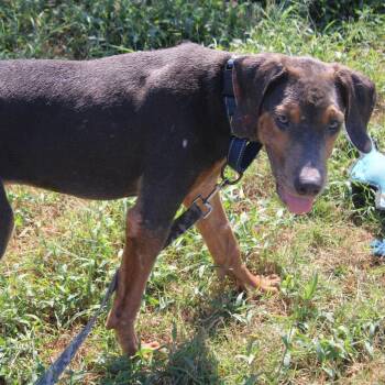 Todd -  Hound and Mixed Breed Dog for Adoption in West Point, Mississippi - Todd | PetCurious