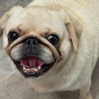 Pug Dogs Available for Adoption - Yuri | PetCurious