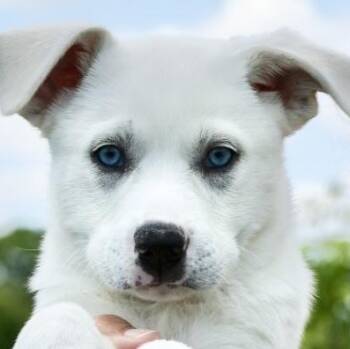 Husky Dogs Available for Adoption in Frederick, Maryland - Vera-Available! Www.LHAR.dog To Apply! | PetCurious