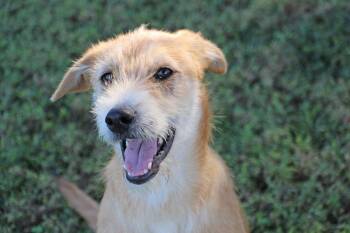 Rescue Terrier and Border Terrier Dogs for Adoption in Savannah, Tennessee - Winnie | PetCurious