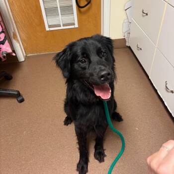 Banks -  Mixed Breed Dog for Adoption in Hendersonville, North Carolina - Banks | PetCurious