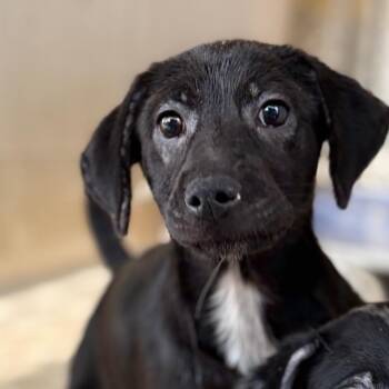 Andrina -  Australian Cattle Dog Blue Heeler and Mixed Breed Dog Available for Adoption in Laredo, Texas - Andrina | PetCurious