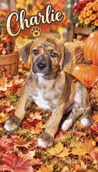Charlie -  Catahoula Leopard Dog Dog for Adoption in Manchester, Connecticut - Charlie | PetCurious