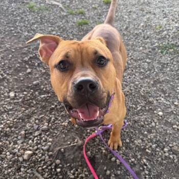 Rescue Staffordshire Bull Terrier and Pit Bull Terrier Dogs for Adoption in Riverwoods, Illinois - Clyde | PetCurious