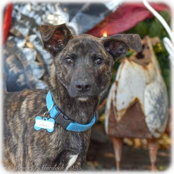 Rescue Hound Dogs for Adoption in Wake Forest, North Carolina - Lowell | PetCurious