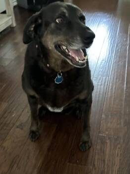 Labrador Retriever and Hound Dogs Available for Adoption in The Woodlands, Texas - Priscilla | PetCurious