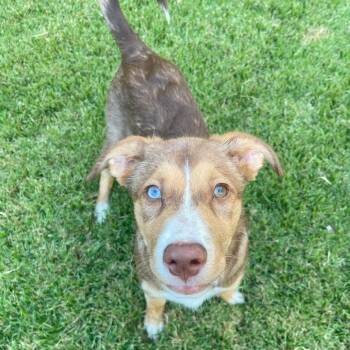 Caroline -  Mixed Breed Dog for Adoption in Memphis, Tennessee - Caroline | PetCurious