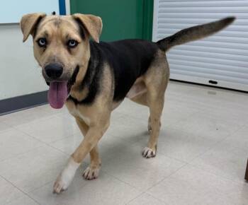 Black Mouth Cur and Mixed Breed Dogs Available for Adoption in Park Row, Texas - Harry Styles | PetCurious