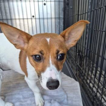 Princess Peach -  Jack Russell Terrier Dog for Adoption in Ridgely, Maryland - Princess Peach | PetCurious