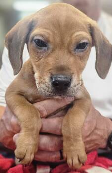 Ragnar -  Beagle Dog for Adoption in South Portland, Maine - Ragnar | PetCurious