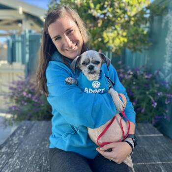 Shih Tzu Dogs Available for Adoption in Pacific Grove, California - Spork | PetCurious