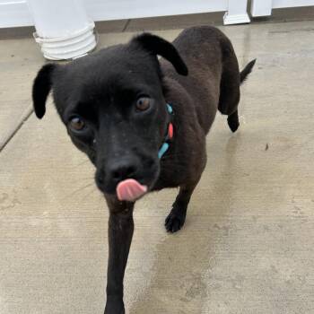 Aisha -  Pug Dog for Adoption in Harrisonburg, Virginia - Aisha | PetCurious