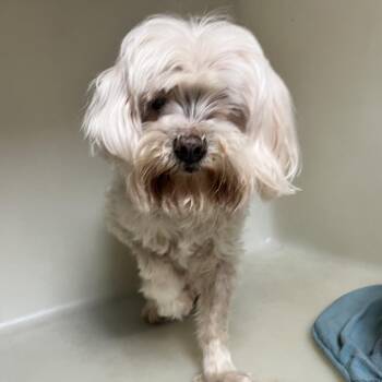 Meemaw Maggs -  Shih Tzu and Poodle Dog for Adoption in Birmingham, Alabama - Meemaw Maggs | PetCurious