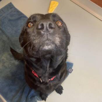 Maggie June -  Mixed Breed Dog for Adoption in Saint Charles, Missouri - Maggie June | PetCurious