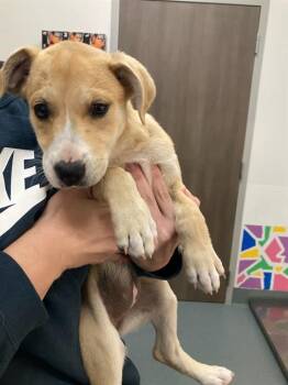 Pit Bull Terrier Dogs Available for Adoption in Baytown, Texas - LOUISE | PetCurious