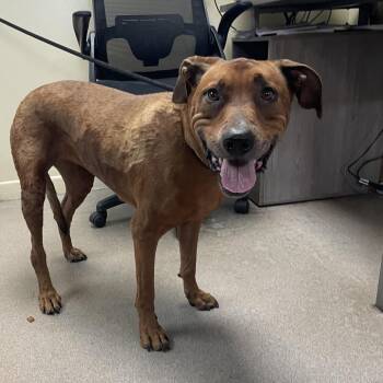 Ohwee -  Labrador Retriever and Mixed Breed Dog for Adoption in Pasadena, California - Ohwee | PetCurious