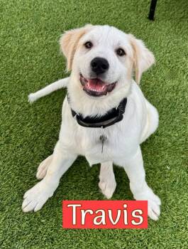 Labrador Retriever Dogs Available for Adoption in Southlake, Texas - Travis | PetCurious