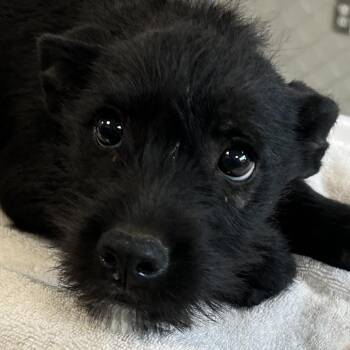 Olive -  Mixed Breed Dog for Adoption in Las Cruces, New Mexico - Olive | PetCurious