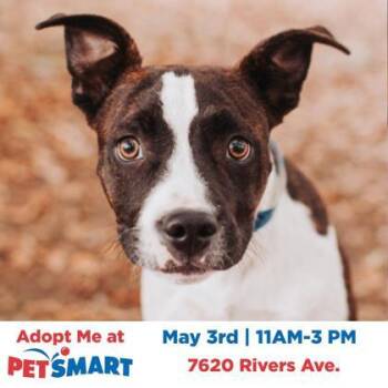 Boxer and Mixed Breed Dogs Available for Adoption in North Charleston, South Carolina - 92201a Bounty | PetCurious
