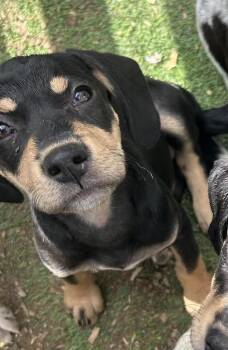 Labrador Retriever and Hound Dogs Available for Adoption in Brownstown, Indiana - Cedar | PetCurious