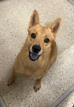 Sourdough -  Shepherd and Mixed Breed Dog for Adoption in Morristown, New Jersey - Sourdough | PetCurious