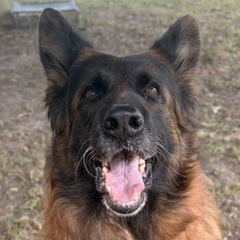 Copula -  German Shepherd Dog Dog for Adoption in Jefferson, Wisconsin - Copula | PetCurious