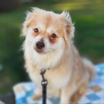 Rescue Pomeranian Dogs for Adoption in West Falls, New York - Reba | PetCurious