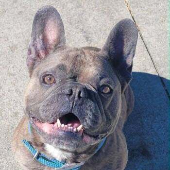 Pierre, Silly Guy -  French Bulldog Dog for Adoption in Meriden, Connecticut - Pierre, Silly Guy | PetCurious