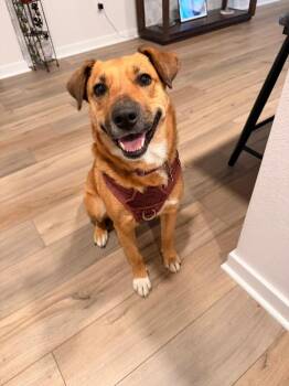 Shepherd Dogs Available for Adoption in Broomfield, Colorado - CARLIE | PetCurious