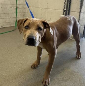 ONYX -  Pit Bull Terrier and Mixed Breed Dog for Adoption in San Bernardino, California - ONYX | PetCurious