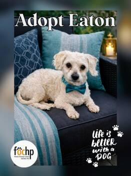 Poodle Dogs Available for Adoption - Eaton | PetCurious