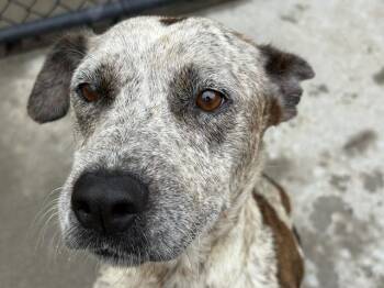 SHELBEY -  Australian Cattle Dog Blue Heeler and German Shepherd Dog Dog for Adoption in Tulsa, Oklahoma - SHELBEY | PetCurious