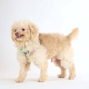 Ref 14221 -  Miniature Poodle Dog for Adoption in San Francisco, California - Ref 14221 | PetCurious