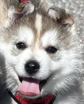 Husky and German Shepherd Dog Dogs Available for Adoption in Minesing, Ontario - HIPPITY | PetCurious