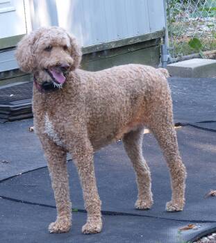 Anne -  Poodle Dog for Adoption in Otsego, Michigan - Anne | PetCurious