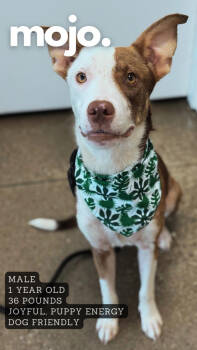 Rescue Border Collie Dogs for Adoption in Ashland, Kentucky - Mojo | PetCurious