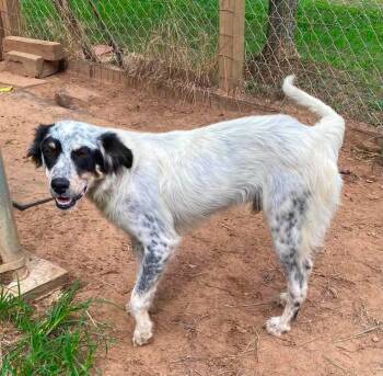 Bolt -  English Setter Dog for Adoption - Bolt | PetCurious