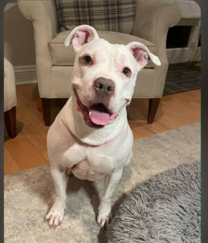 Rescue American Staffordshire Terrier Dogs for Adoption in San Diego, California - Roxy | PetCurious