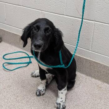 Gimpy -  Collie and Mixed Breed Dog for Adoption in Ardmore, Oklahoma - Gimpy | PetCurious