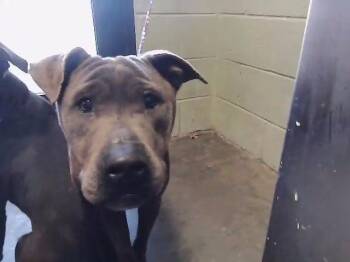 Pit Bull Terrier and Mixed Breed Dogs Available for Adoption - MADAM BO | PetCurious