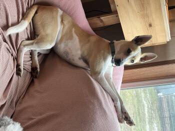 Rescue Bull Terrier Dogs for Adoption in Carr, Colorado - Mickey | PetCurious